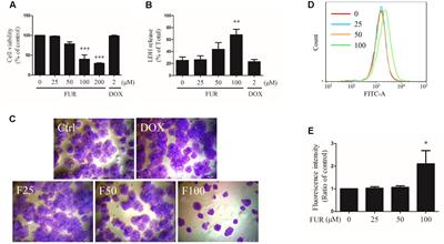 Furanodiene Induces Extrinsic and Intrinsic Apoptosis in Doxorubicin-Resistant MCF-7 Breast Cancer Cells via NF-κB-Independent Mechanism